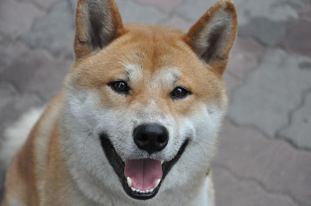 criptomonedas memes de perros